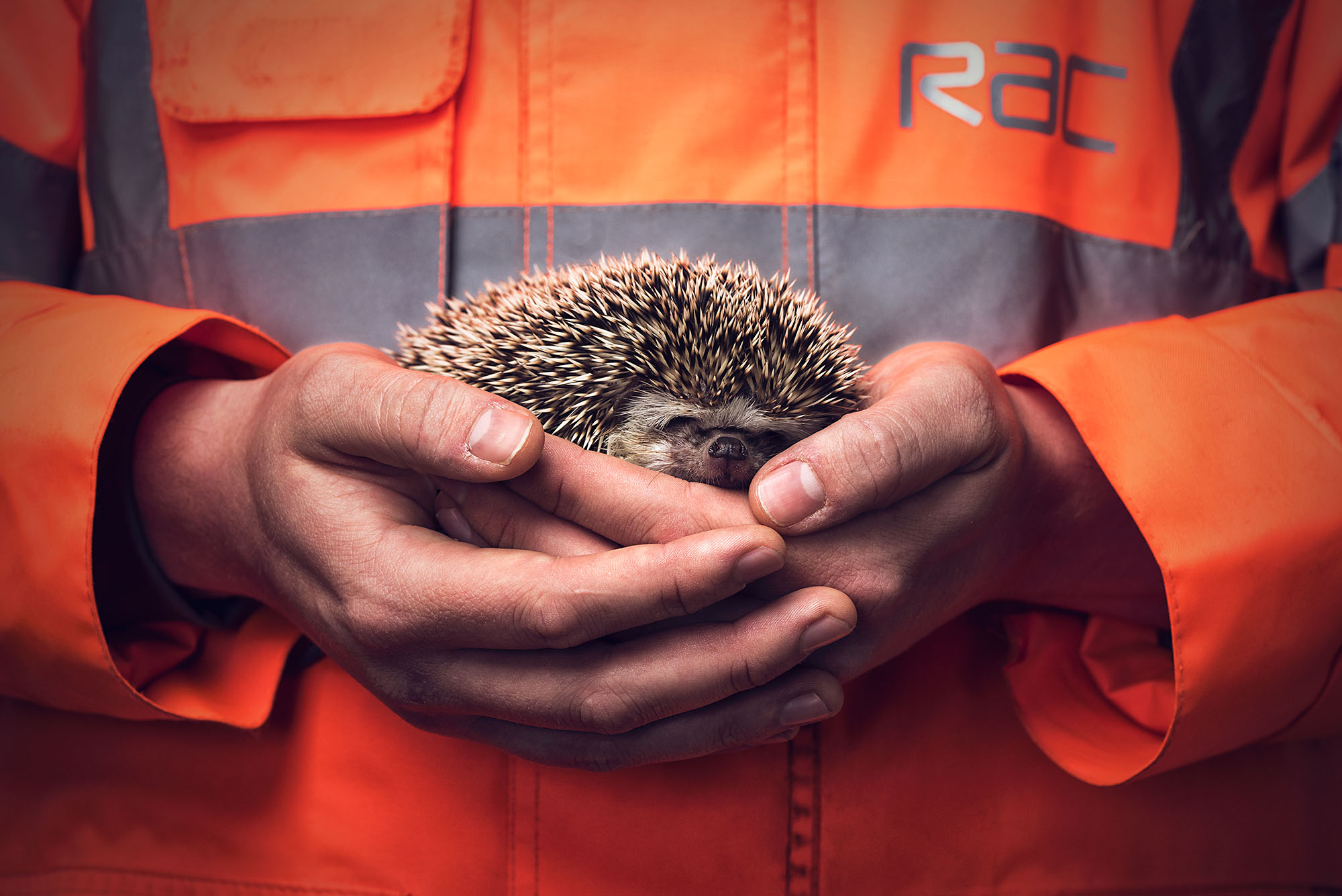 RAC Hedgehog